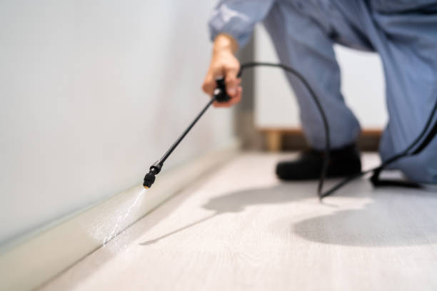 Licensed Cockroach Control service in Hinton, OK - Nex Pest Control